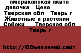 американская акита девочка › Цена ­ 80 000 - Тверская обл., Тверь г. Животные и растения » Собаки   . Тверская обл.,Тверь г.